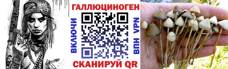 blacksprut ONION  Дубовка  Псилоцибиновые грибы Cubensis 